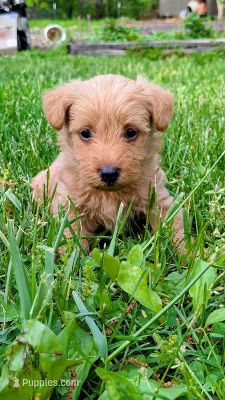 Tank – Scottish Terrier, Poodle - Miniature  puppy for sale in Salem, MO