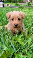 Tank, a male Scottish Terrier and Poodle - Miniature  for sale in Salem, MO – 1 of 5