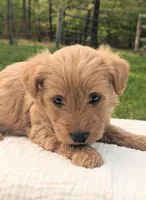 Tank, a male Scottish Terrier and Poodle - Miniature  for sale in Salem, MO – Photo 4 of 4