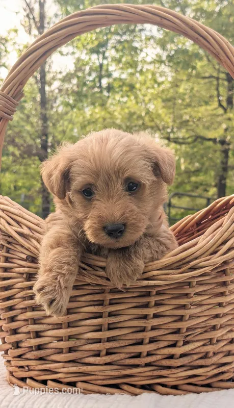 Tank – Scottish Terrier, Poodle - Miniature  puppy for sale in Salem, MO