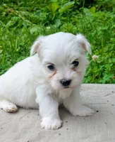 Dash, a male Maltese for sale in Salem, MO – 4 of 8