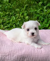 Demi, a female Maltese for sale in Salem, MO – 4 of 6
