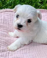 Dolly, a female Maltese for sale in Salem, MO – 4 of 5