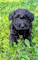 Rocco, a male Scottish Terrier and Poodle - Miniature  for sale in Salem, MO – 4 of 4