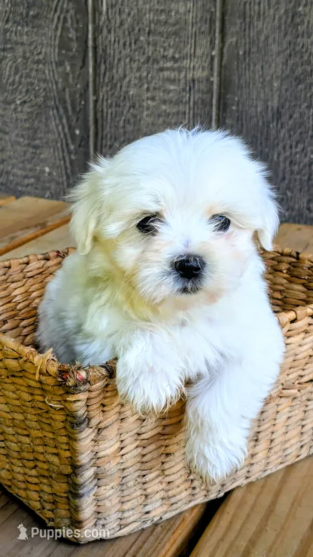Dax – Maltese puppy for sale in Salem, MO