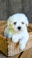 Dax, a male Maltese for sale in Salem, MO – 1 of 7