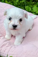 Dolly, a female Maltese for sale in Salem, MO – 2 of 5