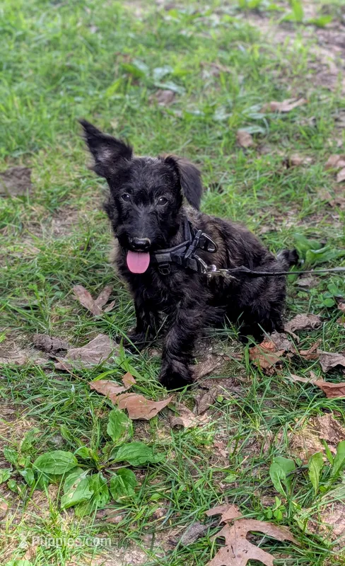 Birdie – Scottish Terrier, Poodle - Miniature  puppy for sale in Salem, MO