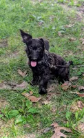 Birdie, a female Scottish Terrier and Poodle - Miniature  for sale in Salem, MO – 1 of 5