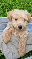 Oliver, a male Scottish Terrier and Poodle - Miniature  for sale in Salem, MO – 6 of 6