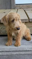 Tank, a male Scottish Terrier and Poodle - Miniature  for sale in Salem, MO – 6 of 6