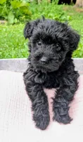 Dixie, a female Scottish Terrier and Poodle - Miniature  for sale in Salem, MO – 2 of 6