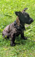 Birdie, a female Scottish Terrier and Poodle - Miniature  for sale in Salem, MO – 5 of 5