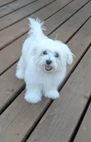 Dax, a male Maltese for sale in Salem, MO – 5 of 6