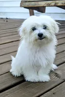 Dax, a male Maltese for sale in Salem, MO – 4 of 6