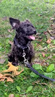 Birdie, a female Scottish Terrier and Poodle - Miniature  for sale in Salem, MO – 3 of 5