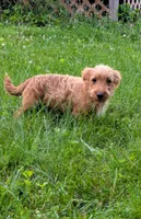 Theo, a male Scottish Terrier and Poodle - Miniature  for sale in Salem, MO – 3 of 3