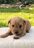 Theo, a male Scottish Terrier and Poodle - Miniature  for sale in Salem, MO – Photo 5 of 5
