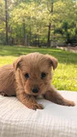 Theo, a male Scottish Terrier and Poodle - Miniature  for sale in Salem, MO – Photo 3 of 5