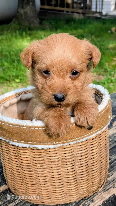 Theo – Scottish Terrier, Poodle - Miniature  puppy for sale in Salem, MO