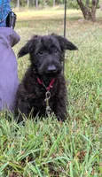 Dixie, a female Scottish Terrier and Poodle - Miniature  for sale in Salem, MO – 6 of 6