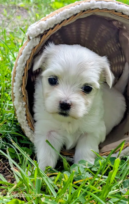 Demi – Maltese puppy for sale in Salem, MO