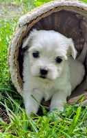 Demi, a female Maltese for sale in Salem, MO – 1 of 6