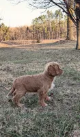 Forrest, a male Cockapoo for sale in Salem, MO – Photo 3 of 4