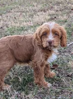 Forrest, a male Cockapoo for sale in Salem, MO – Photo 2 of 4