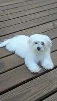 Dax, a male Maltese for sale in Salem, MO – 3 of 6