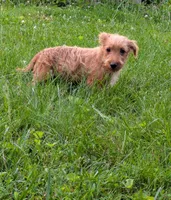 Theo, a male Scottish Terrier and Poodle - Miniature  for sale in Salem, MO – 2 of 3