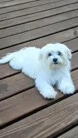 Dax, a male Maltese for sale in Salem, MO – 6 of 6