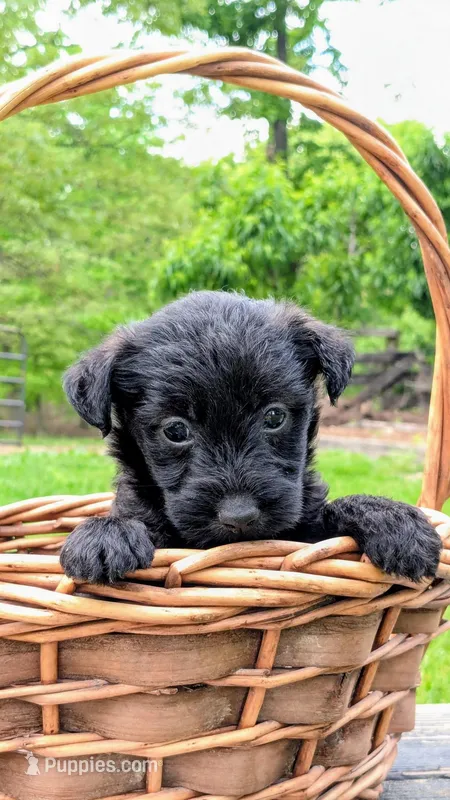 Chief – Scottish Terrier, Poodle - Miniature  puppy for sale in Salem, MO