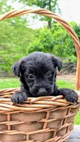 Chief, a male Scottish Terrier and Poodle - Miniature  for sale in Salem, MO – Photo 1 of 4