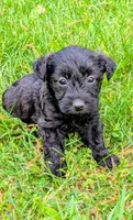 Chief, a male Scottish Terrier and Poodle - Miniature  for sale in Salem, MO – Photo 3 of 4