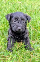 Chief, a male Scottish Terrier and Poodle - Miniature  for sale in Salem, MO – Photo 4 of 4