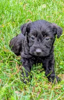 Chief, a male Scottish Terrier and Poodle - Miniature  for sale in Salem, MO – Photo 2 of 4