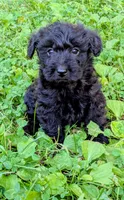 Rocco, a male Scottish Terrier and Poodle - Miniature  for sale in Salem, MO – 2 of 4