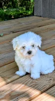 Dax, a male Maltese for sale in Salem, MO – 4 of 7
