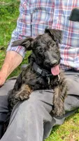 Birdie, a female Scottish Terrier and Poodle - Miniature  for sale in Salem, MO – 4 of 5