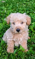 Oliver, a male Scottish Terrier and Poodle - Miniature  for sale in Salem, MO – 3 of 6