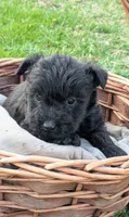 Diesel, a male Scottish Terrier and Poodle - Miniature  for sale in Salem, MO – Photo 4 of 4