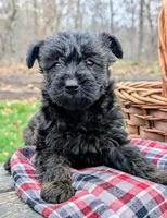 Diesel, a male Scottish Terrier and Poodle - Miniature  for sale in Salem, MO – 4 of 7