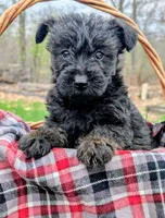 Diesel, a male Scottish Terrier and Poodle - Miniature  for sale in Salem, MO – 2 of 7