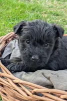 Diesel, a male Scottish Terrier and Poodle - Miniature  for sale in Salem, MO – Photo 1 of 4