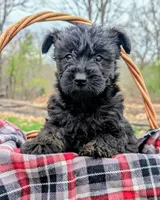 Diesel, a male Scottish Terrier and Poodle - Miniature  for sale in Salem, MO – 7 of 7