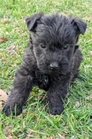 Diesel, a male Scottish Terrier and Poodle - Miniature  for sale in Salem, MO – Photo 2 of 4