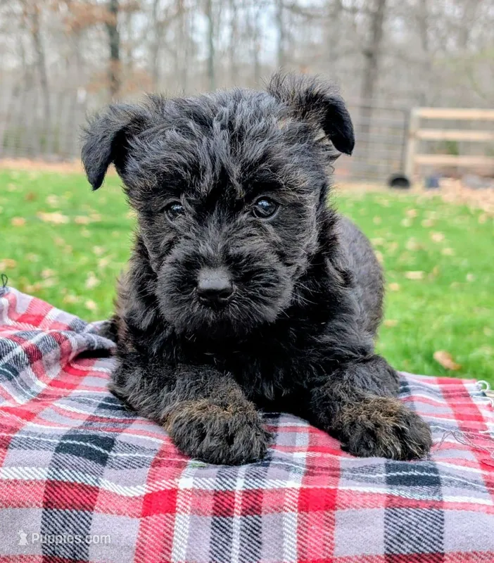 Diesel – Scottish Terrier, Poodle - Miniature  puppy for sale in Salem, MO