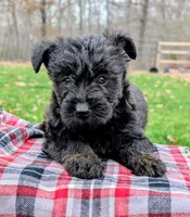 Diesel, a male Scottish Terrier and Poodle - Miniature  for sale in Salem, MO – 1 of 7