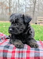 Diesel, a male Scottish Terrier and Poodle - Miniature  for sale in Salem, MO – 3 of 7